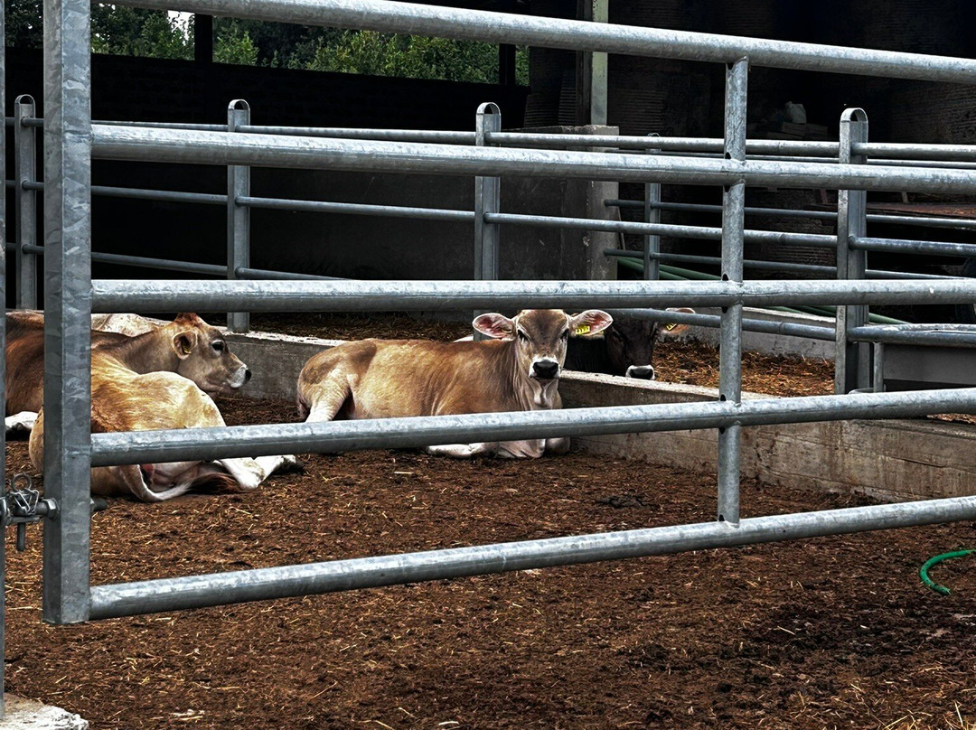 Fattoria Lucciano主图