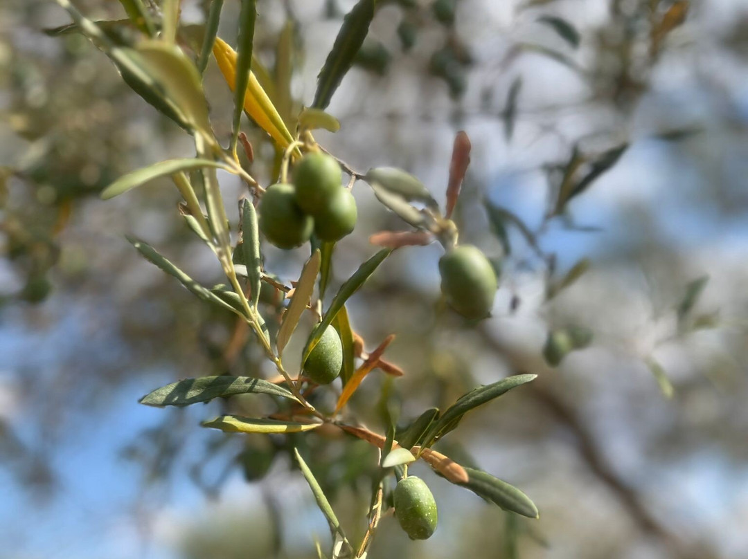 Oliveraie Casa Limbella-Algaida必去景点