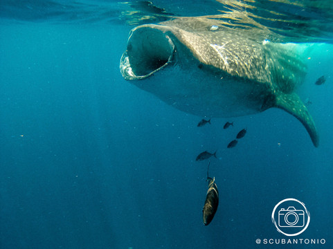 Underwater Mexico-普拉亚德尔卡曼必去景点