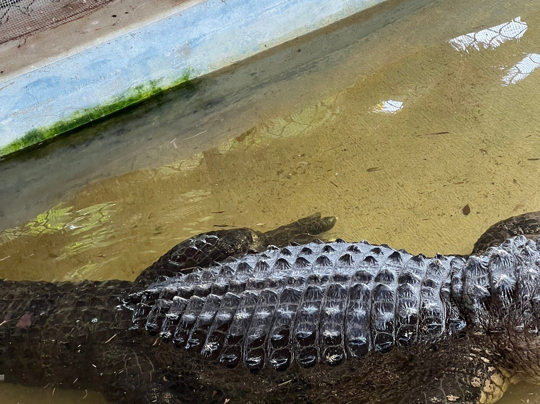 Captain Jack's Airboat Tours-大沼泽地必去景点