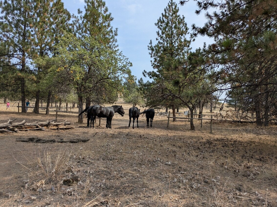 Boat Rentals and Rides on Flathead Lake-Big Arm必去景点