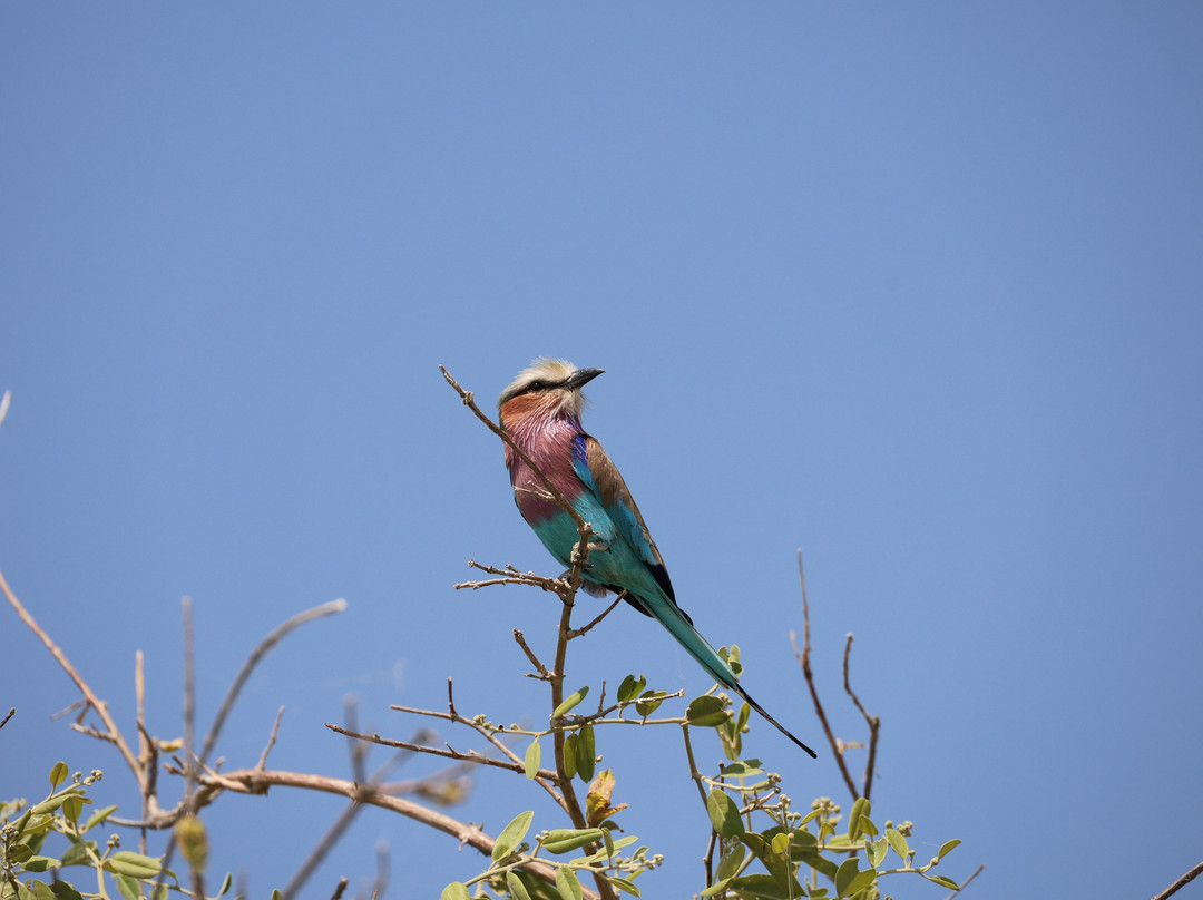 Kalahari Tours-Kazungula必去景点