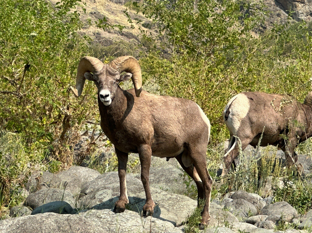 Hells Canyon Adventures-Oxbow必去景点