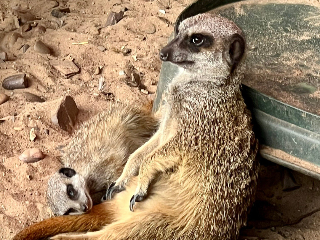 Burntwood Alpaca and Animal Experience-Burntwood必去景点