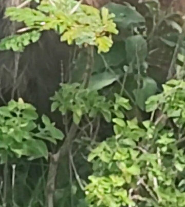 Expeditions Wild Jungle-Karen必去景点