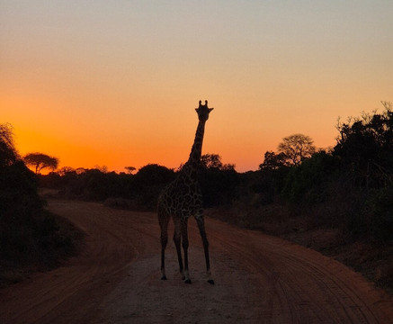 Eagle Wings Tours And Safaris-蒙巴萨必去景点