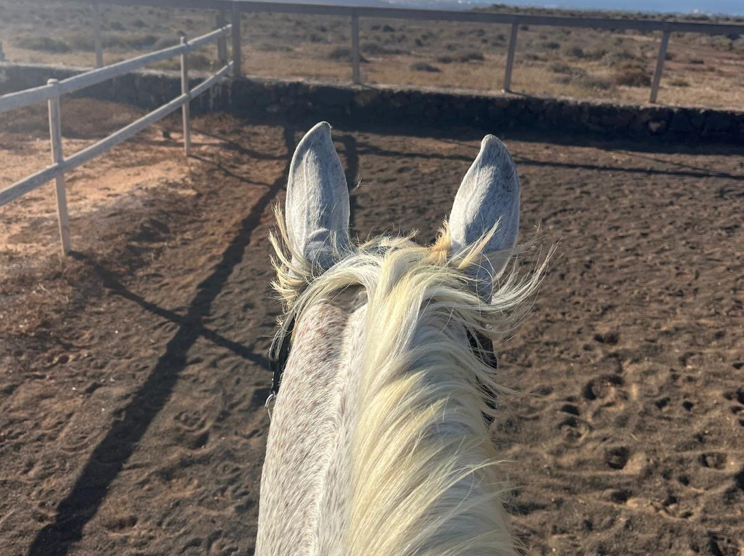Horses Lanzarote-Teseguite必去景点