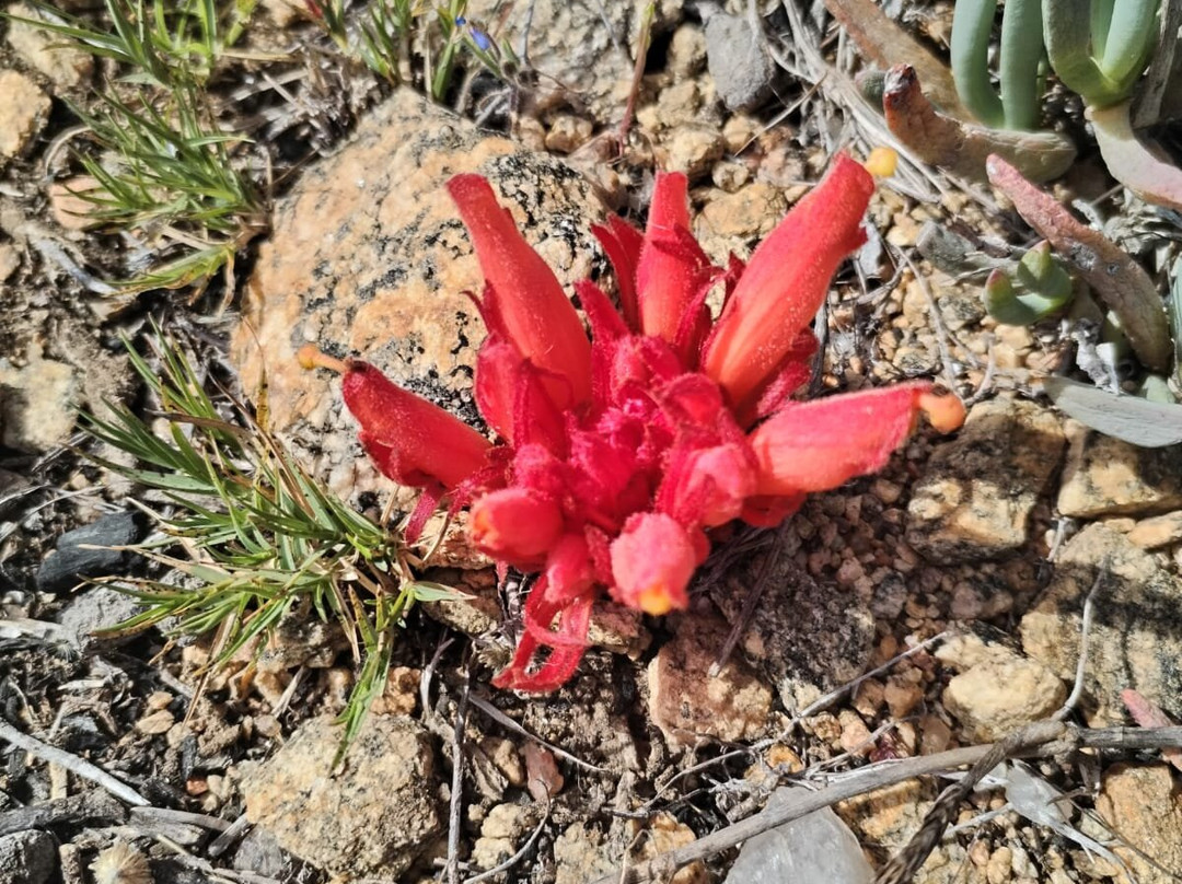 Hiking Namaqua Silversands Trail-Garies必去景点