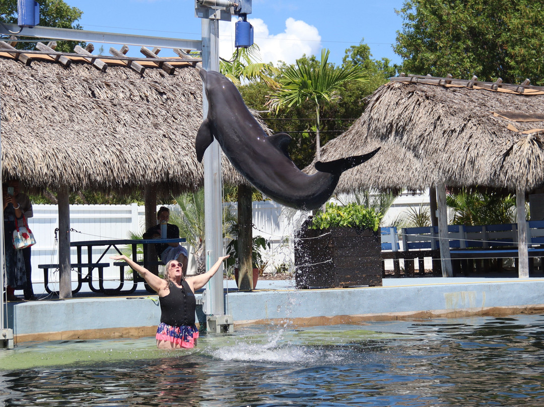 Dolphin Life-拉哥岛必去景点