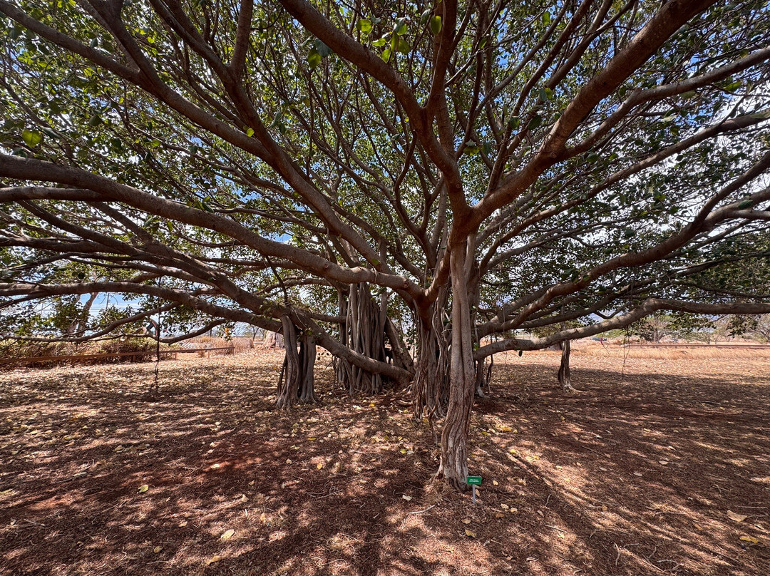 Alexander & Baldwin Sugar Museum-普尼尼必去景点