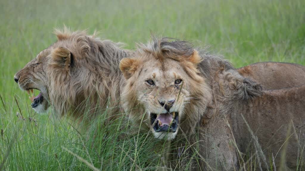 Nature Insight Safaris-内罗毕必去景点