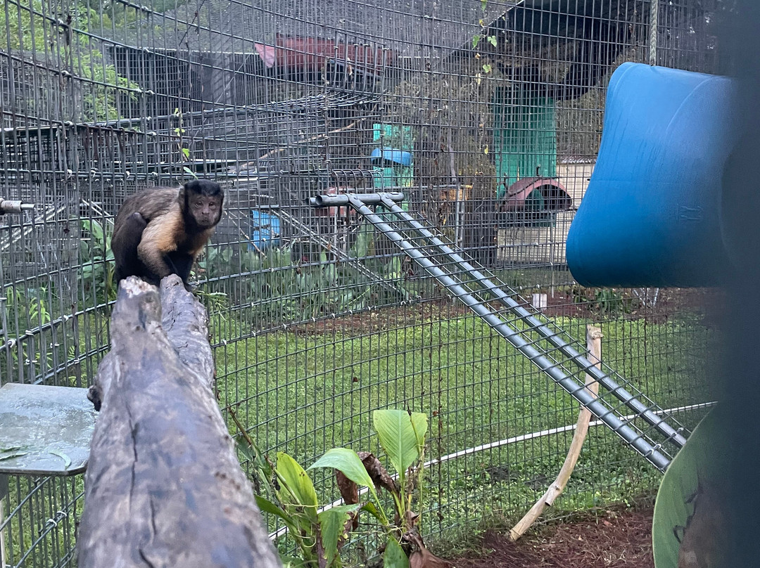 Jungle Friends Primate Sanctuary-盖恩斯维尔必去景点