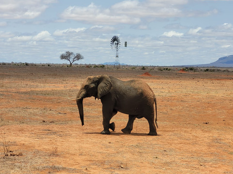 Bush Adventure - your safari partner-内罗毕必去景点