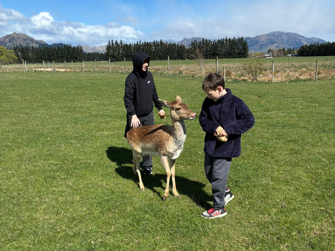 Hanmer Springs Animal Park-汉默温泉必去景点