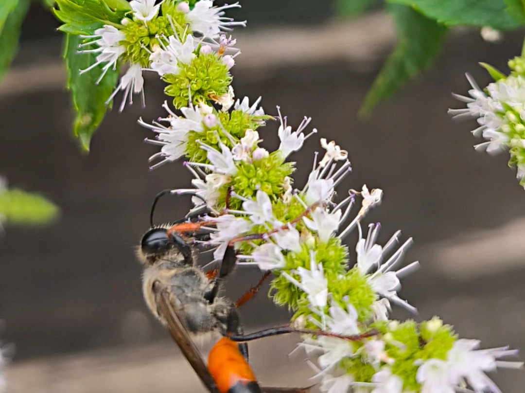 Jardin Botanique de La Citadelle-Menerbes必去景点