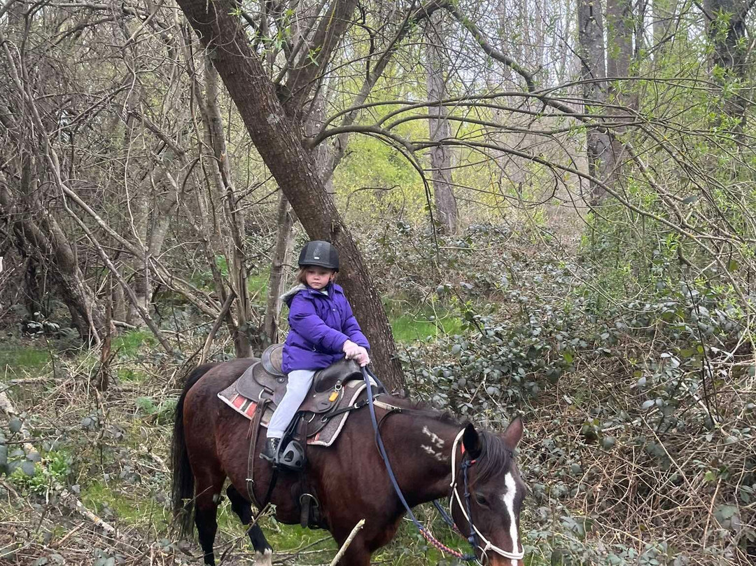 Real Kiwi Horse Trekking-菲尔利必去景点