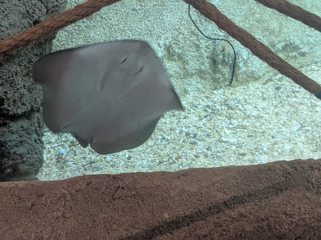 Lanzarote Aquarium-科斯塔特吉塞必去景点