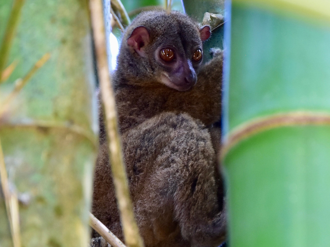 Lemuria Land-诺西贝必去景点