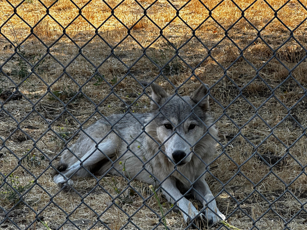 California Wolf Center-朱利安必去景点
