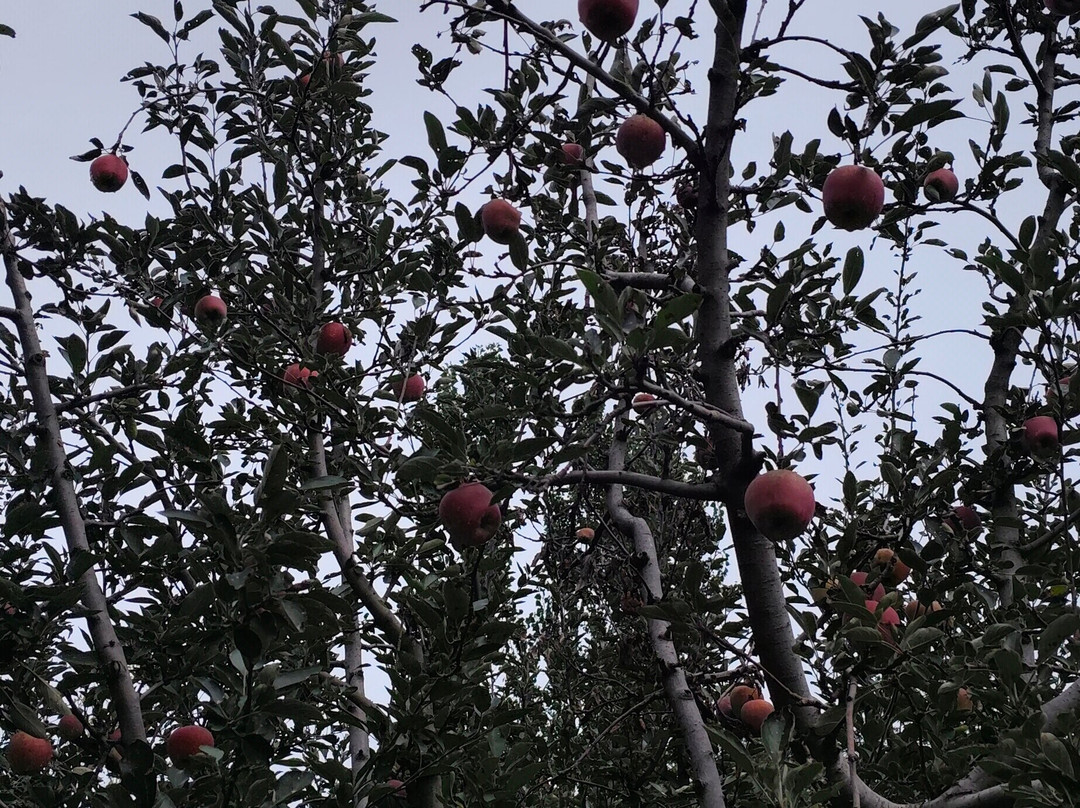 Sunway Kashmir Tour & Travels-斯利那加必去景点