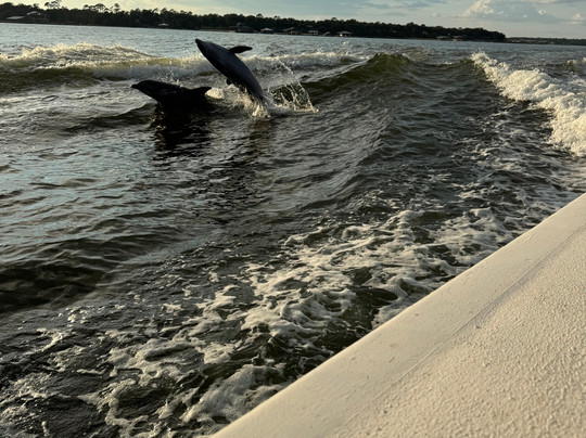 Surf's Up Dolphin Cruises-橙色海湾必去景点