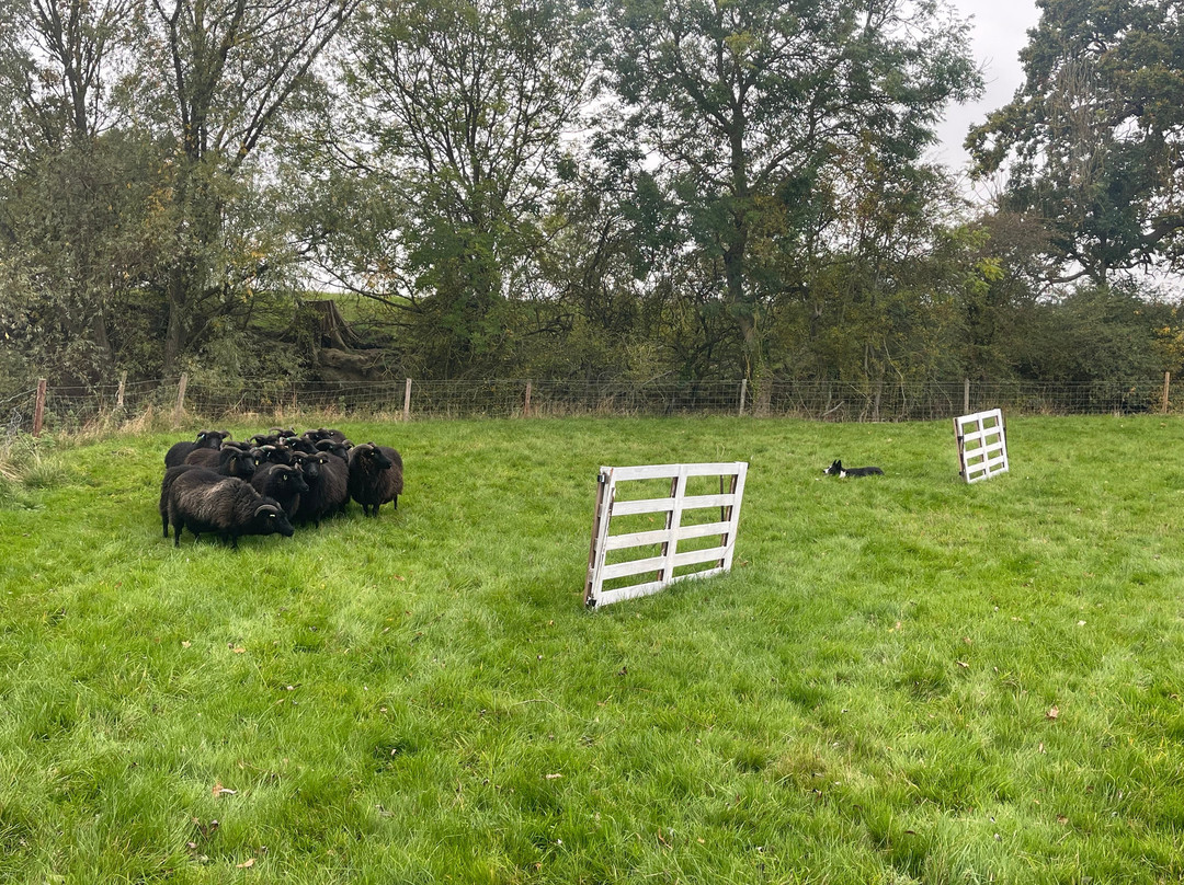 Nij Vyas Sheepdog Experience-East Norton必去景点