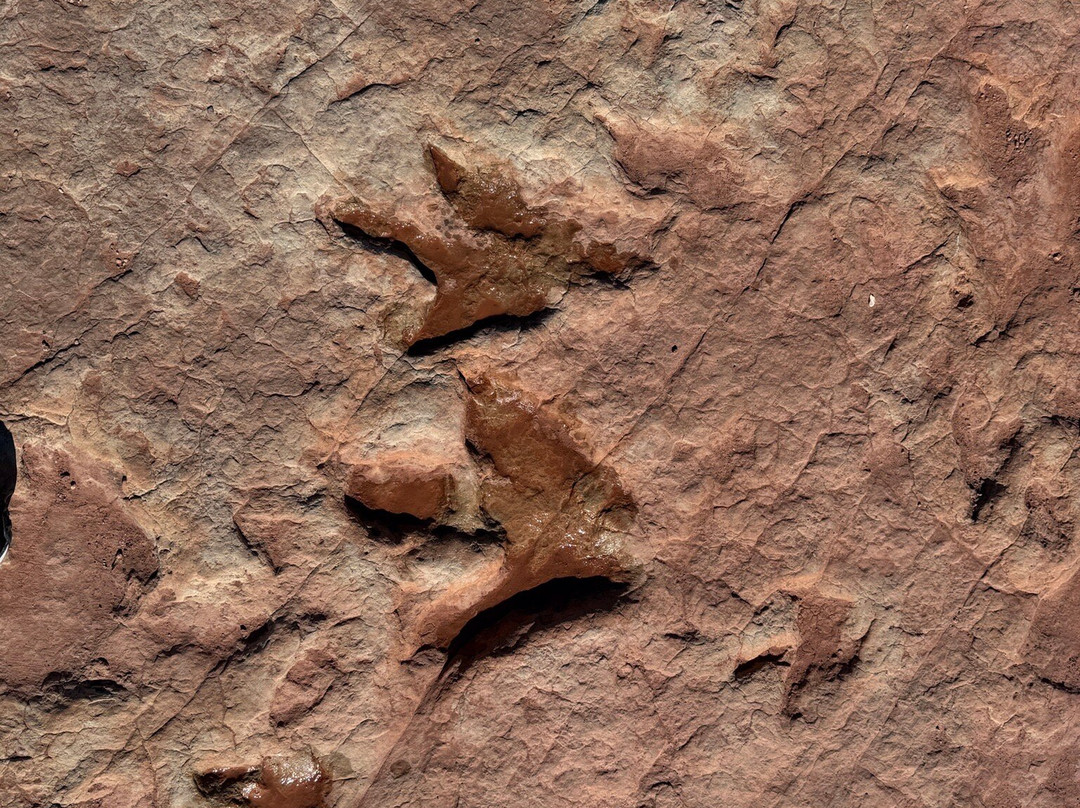 Dinosaur Tracks-蒂巴城必去景点