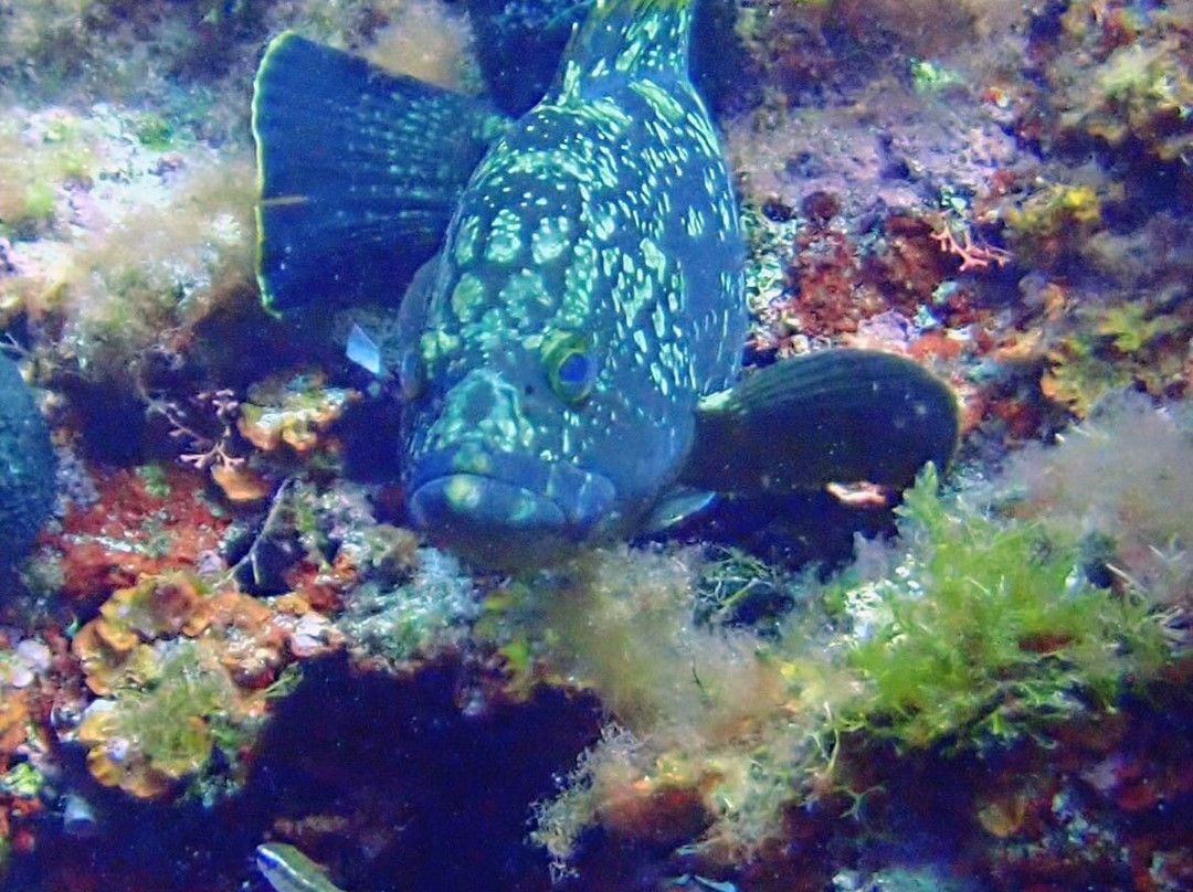 Diving dragonera-Port d'Andratx必去景点