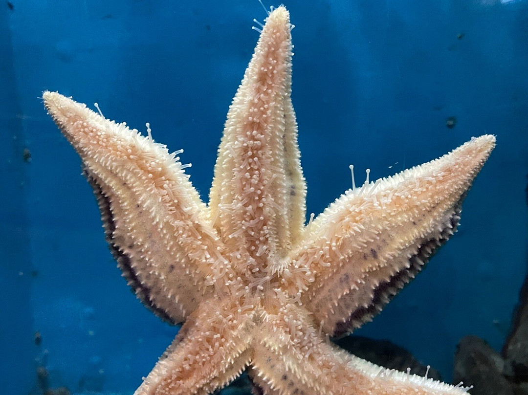 Notojima Aquarium-七尾市必去景点