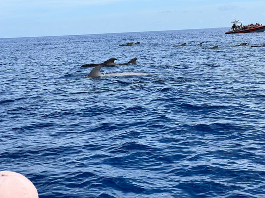 Rota dos Cetáceos-沙尔必去景点