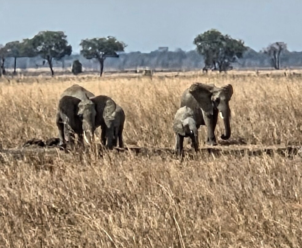 TanzAmerica Safaris Ltd.-米库米国家公园必去景点