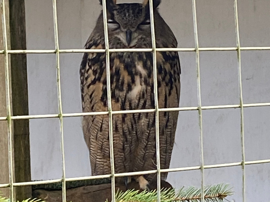 Falconry Days-赫克瑟姆必去景点
