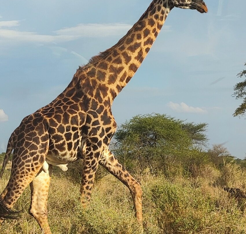 Komba Tanzania Safari-阿鲁沙必去景点