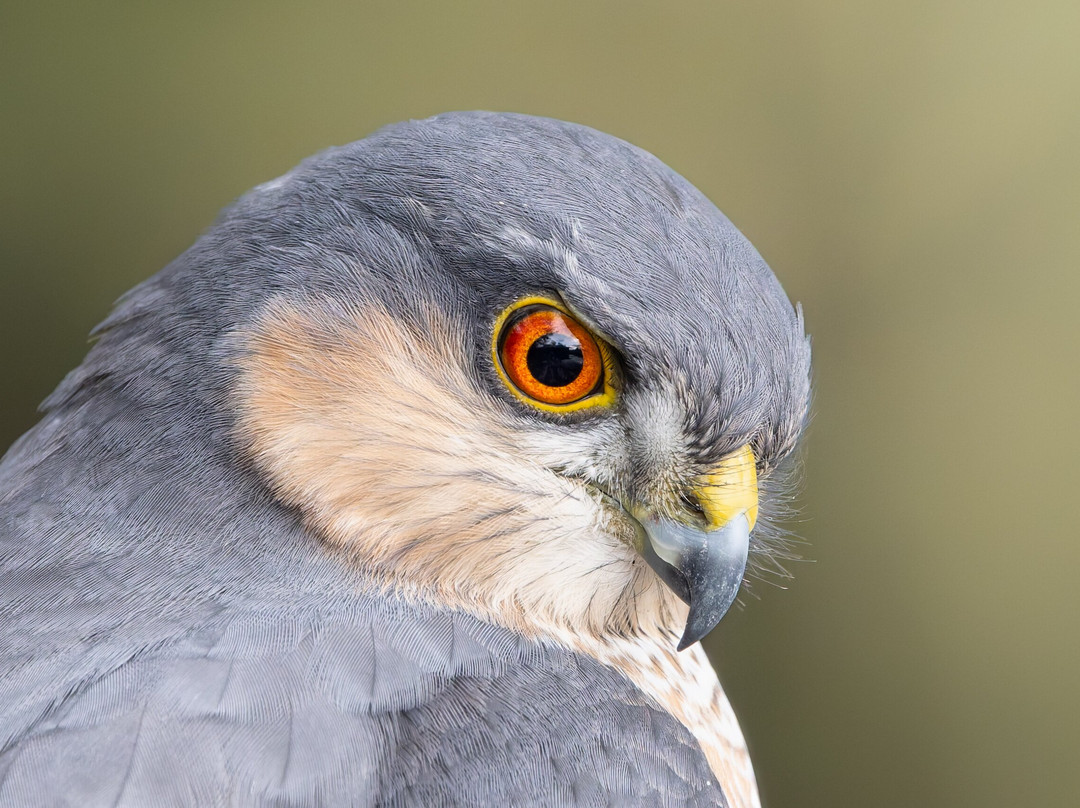 Wings of Hungary - birding and nature tours-凯奇凯梅特必去景点