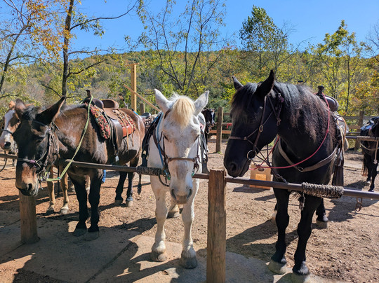 Cowgirl Up Stables-Cherry Log必去景点