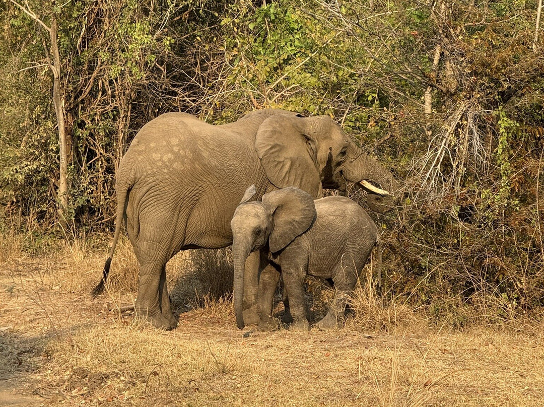 Island Bush Camp主图