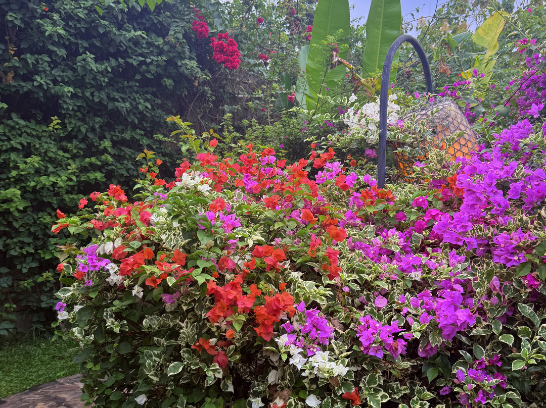 Alamanda Lovina Resort | Yoga Retreat Bali主图