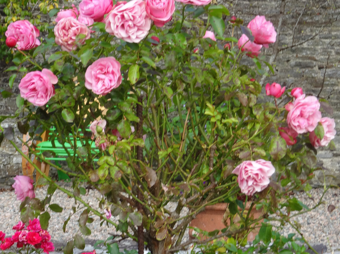 Vandeleur Walled Garden & Visitor Centre-Kilrush必去景点