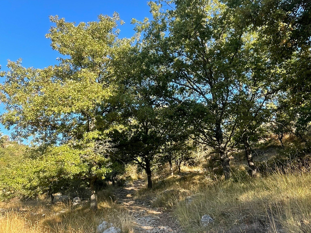 The Frogs' House主图