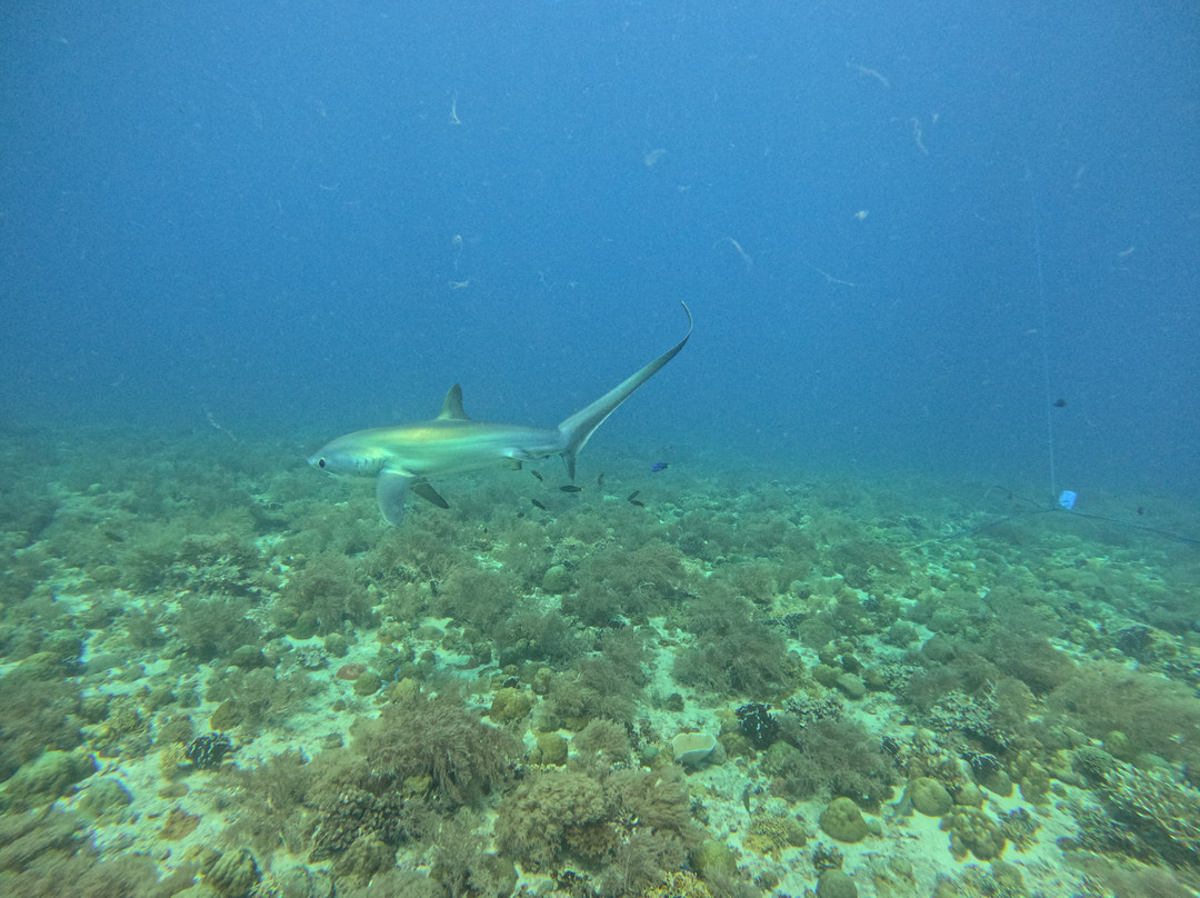 Mbi Divecenter-妈妈拍丝瓜岛必去景点