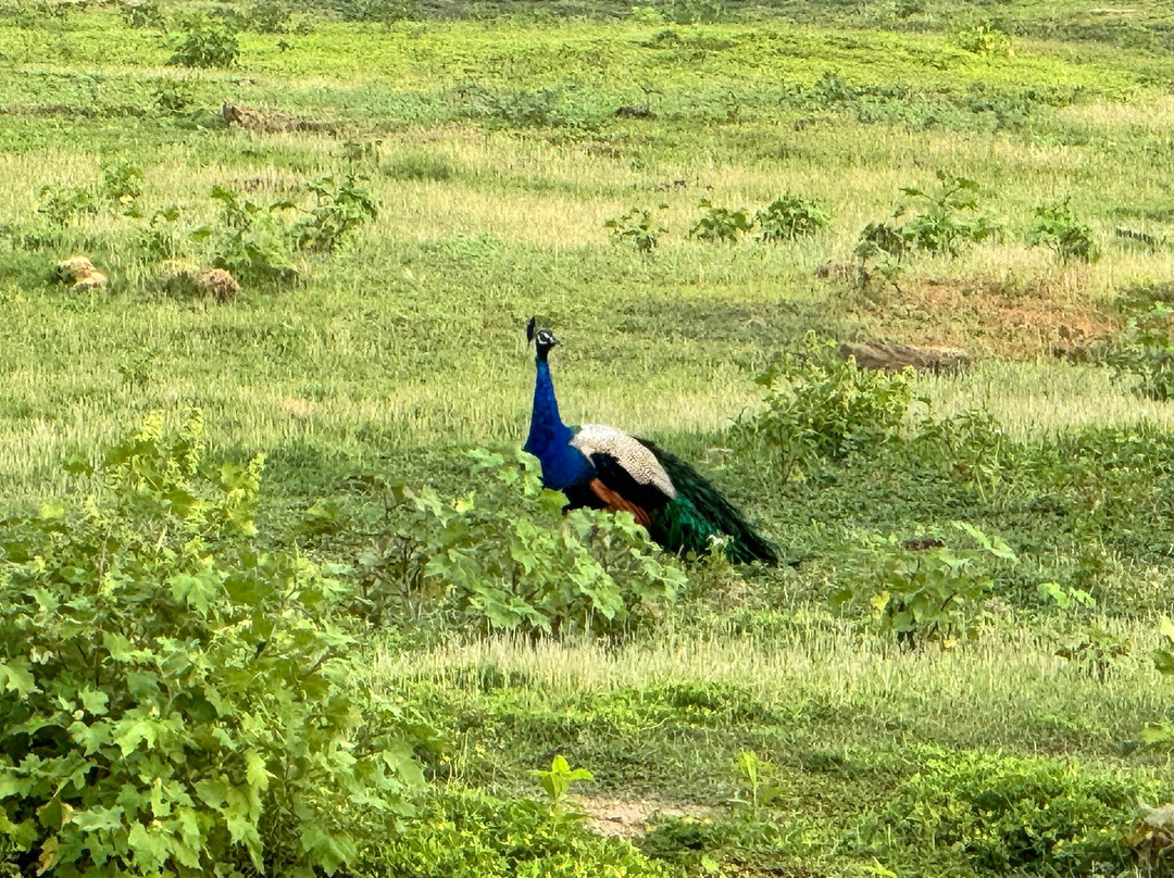 Udawalawe Safari Kingdom