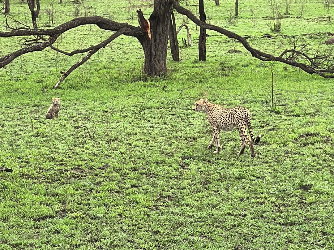 African Pangolin Safaris-Dar es Salaam必去景点