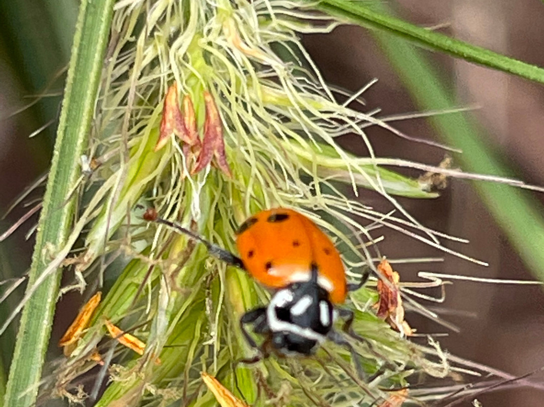 Virginia Farm Market-温切斯特必去景点