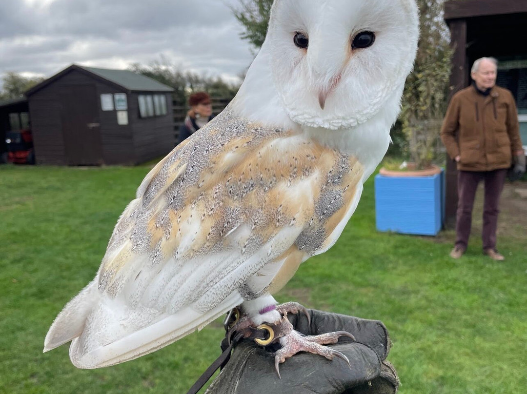 Feathers and Fur Falconry Centre-布拉克内尔必去景点