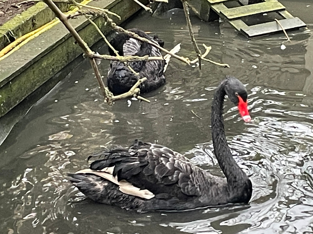 Monkey World-希勒洛必去景点