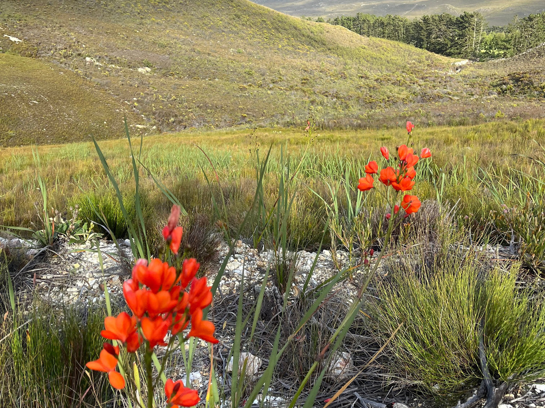 Blue Mountain Trail-Botrivier必去景点