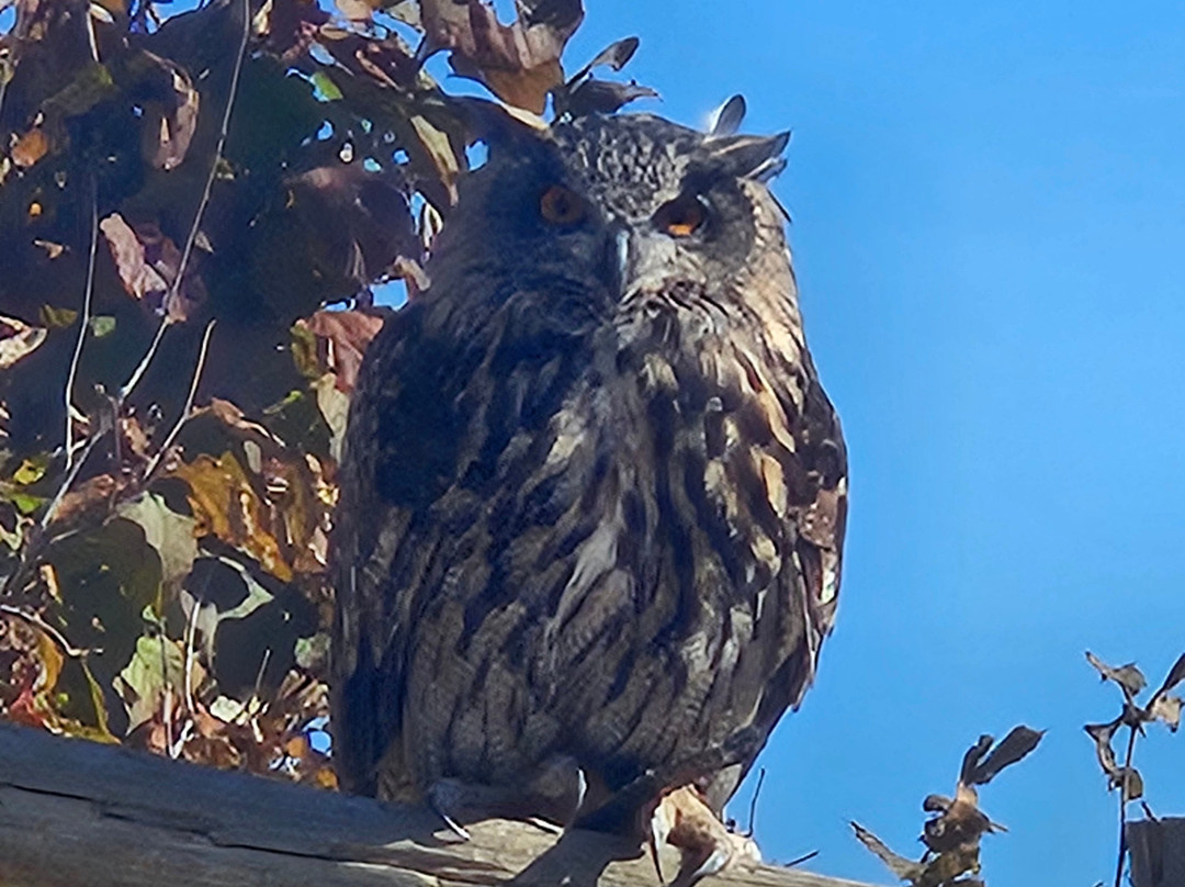 Zoo Del Pirineu-Oden必去景点