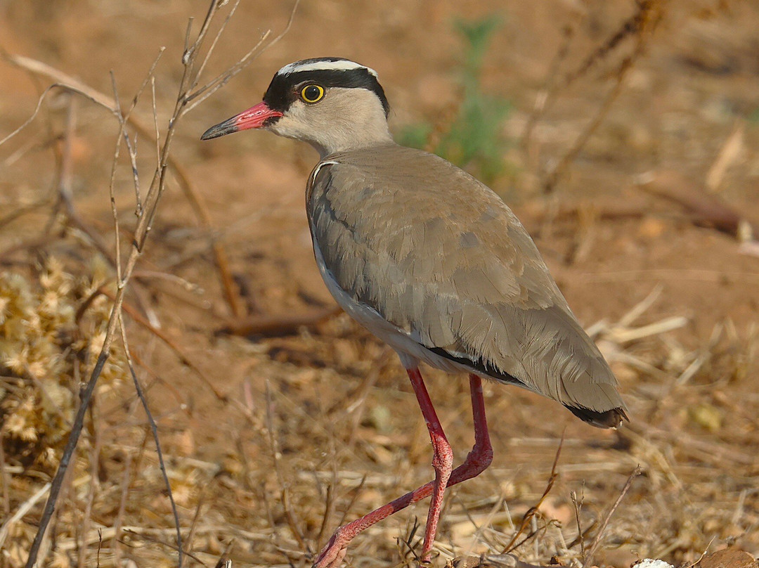 Kumbali Country Lodge主图