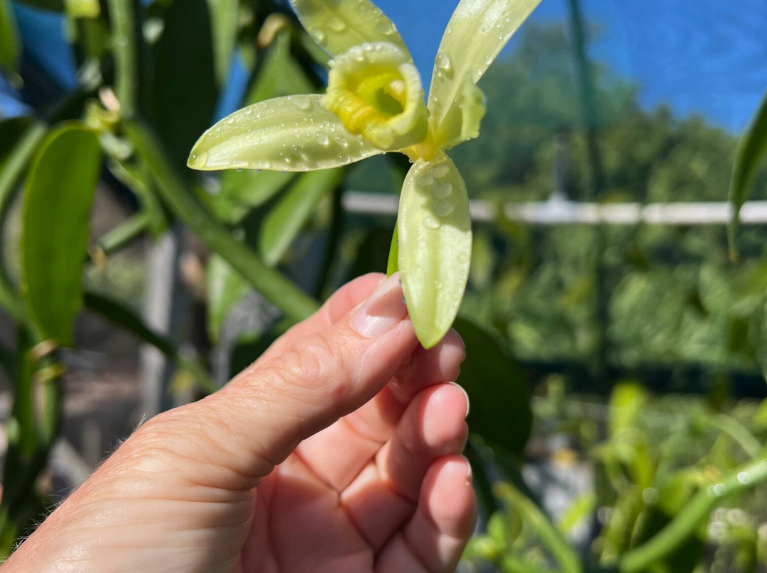 Maui Vanilla Farm-马卡瓦必去景点