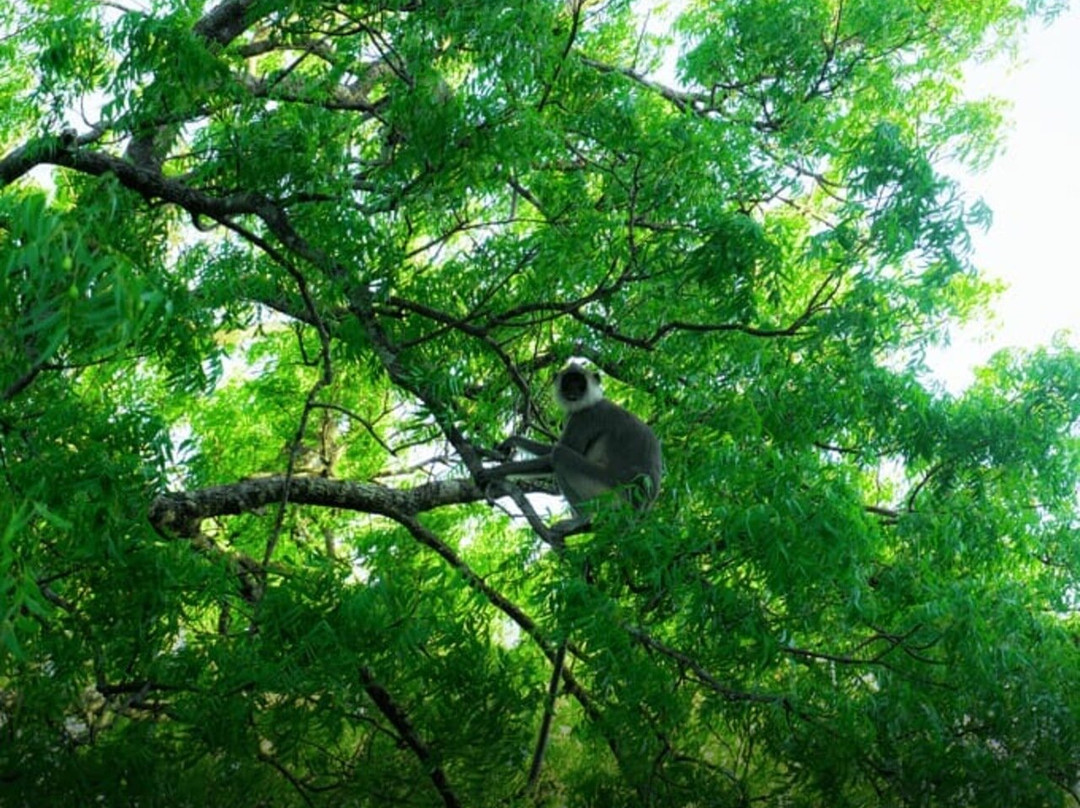 Sigiriya Ceylon Tours-锡吉里亚必去景点